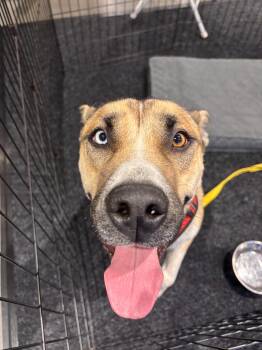 Almond - Ray of Sunshine -  Siberian Husky and German Shepherd Dog Dog for Adoption in Kirkland, Washington - Almond - Ray Of Sunshine | PetCurious