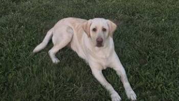 Labrador Retriever and Mixed Breed Dogs Available for Adoption in West Chester, Pennsylvania - Lilly | PetCurious