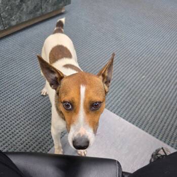 Rescue Terrier and Mixed Breed Dogs for Adoption in Jefferson City, Tennessee - Bruno | PetCurious