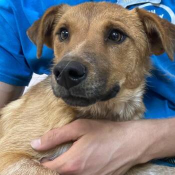 Persephone -  Cattle Dog Dog for Adoption in Flagstaff, Arizona - Persephone | PetCurious