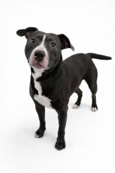Pit Bull Terrier Dogs Available for Adoption - Kona | PetCurious
