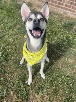 Husky Dogs Available for Adoption in Dickson, Tennessee - Lennox | PetCurious