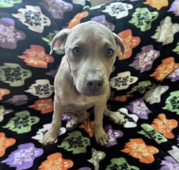 Waffle Fry Potato -  Black Mouth Cur Dog for Adoption in Boston, Massachusetts - Waffle Fry Potato | PetCurious