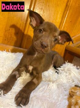 Dakota -  Mixed Breed Dog for Adoption in Grand Rapids, Michigan - Dakota | PetCurious