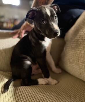 Rocco -  Pit Bull Terrier Dog for Adoption in Merrillville, Indiana - Rocco | PetCurious