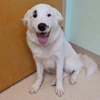 Kolt -  Great Pyrenees and Australian Cattle Dog Blue Heeler Dog for Adoption in Toledo, Ohio - Kolt | PetCurious