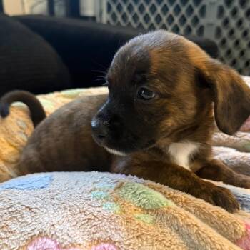 Josie -  Terrier Dog for Adoption in Santa Fe, Texas - Josie | PetCurious