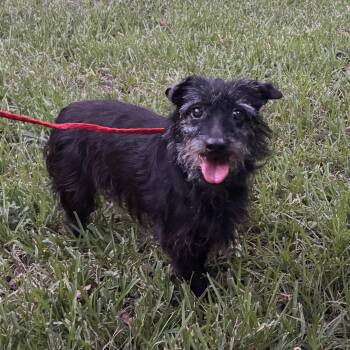Ro -  Terrier Dog for Adoption in The Woodlands, Texas - Ro | PetCurious