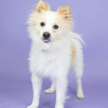 JJ -  Pomeranian and Mixed Breed Dog for Adoption in Portland, Oregon - JJ | PetCurious
