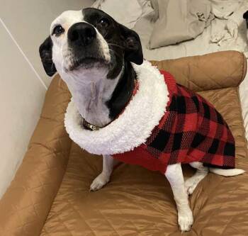 Precious -  Jack Russell Terrier and Rat Terrier Dog for Adoption in Inez, Texas - Precious | PetCurious