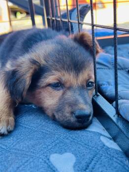 Rescue German Shepherd Dog and Chihuahua Dogs for Adoption in Pleasant Hill, California - Nubbins | PetCurious