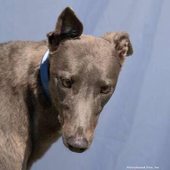 Lina -  Greyhound Dog for Adoption in Woodinville, Washington - Lina | PetCurious