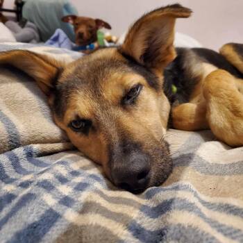 Shepherd Dogs Available for Adoption in Sandy Hook, Manitoba - Lupa | PetCurious