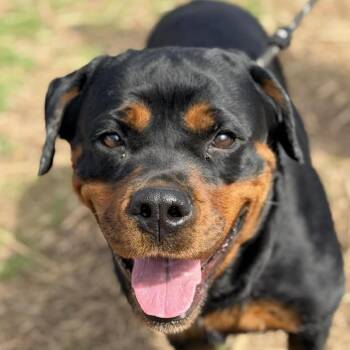 Rottweiler Dogs Available for Adoption - Katana | PetCurious