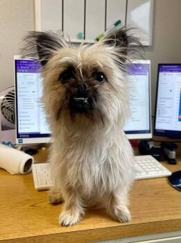 Shih Tzu and Brussels Griffon Dogs Available for Adoption - Valentina | PetCurious