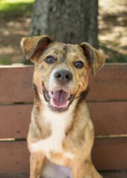 Riven 64020 -  Mixed Breed Dog for Adoption in Aiken, South Carolina - Riven 64020 | PetCurious