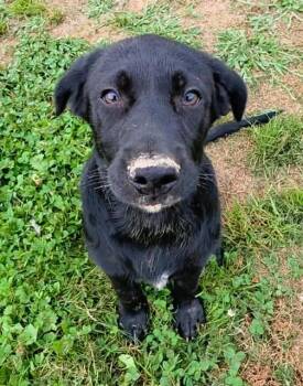 Archimedes -  Mixed Breed Dog for Adoption in Glen Morgan, West Virginia - Archimedes | PetCurious