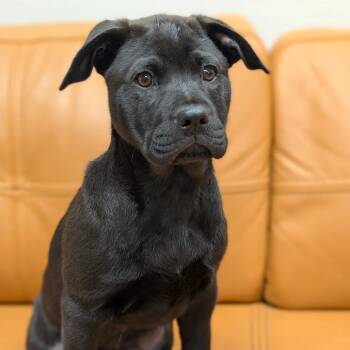 Chow Chow and Black Labrador Retriever Dogs Available for Adoption in Parker, Colorado - 579 (2026) Rose | PetCurious