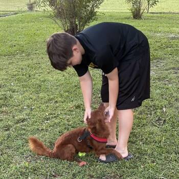 Wreck-It Ralphie -  Spaniel and Mixed Breed Dog for Adoption in Carencro, Louisiana - Wreck-It Ralphie | PetCurious