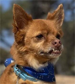 Rescue Chihuahua and Pomeranian Dogs for Adoption in Boerne, Texas - Mr. Fox | PetCurious