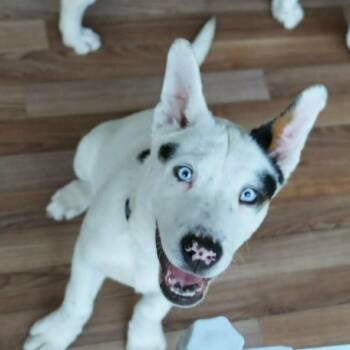 Husky Dogs Available for Adoption in Austin, Texas - Spot KH | PetCurious