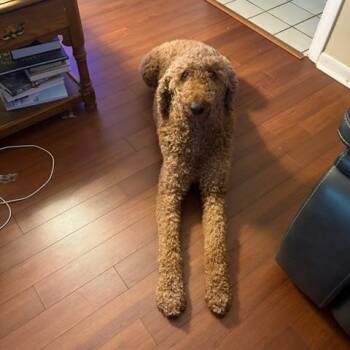 Arthur -  Standard Poodle Dog for Adoption in Maitland, Florida - Arthur | PetCurious