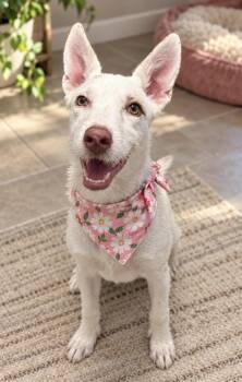 Miranda -  Australian Cattle Dog Blue Heeler and Terrier Dog for Adoption in Phoenix, Arizona - Miranda | PetCurious