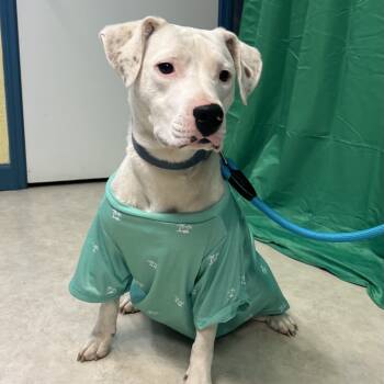 Rescue Mixed Breed Dogs for Adoption in Poplar Bluff, Missouri - June | PetCurious