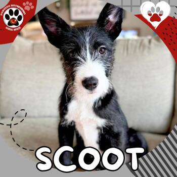 Standard Schnauzer and Border Collie Dogs Available for Adoption in Foxfield, Colorado - SCOOT | PetCurious