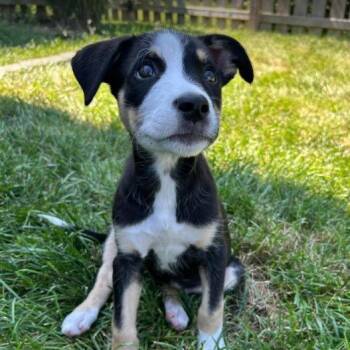 Uno -  Border Collie and Mixed Breed Dog for Adoption in Overland Park, Kansas - Uno | PetCurious