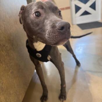 Dim Sum -  Mixed Breed Dog for Adoption in Winston-salem, North Carolina - Dim Sum | PetCurious