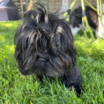 Peanut -  Shih Tzu Dog for Adoption in Hampton Bays, New York - Peanut | PetCurious