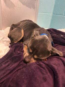 Rescue Pit Bull Terrier Dogs for Adoption in Portsmouth, Virginia - Casper The Friendly Ghost | PetCurious