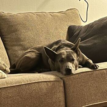 German Shepherd Dog and Pit Bull Terrier Dogs Available for Adoption in Mooresville, North Carolina - Leila | PetCurious