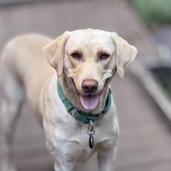 Labrador Retriever Dogs Available for Adoption in Columbia, South Carolina - Steve Harvey | PetCurious
