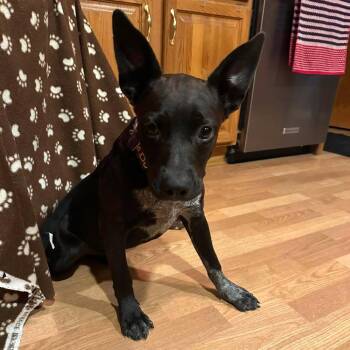 Michelle -  Australian Cattle Dog Blue Heeler and Mixed Breed Dog for Adoption in Chicago, Illinois - Michelle | PetCurious
