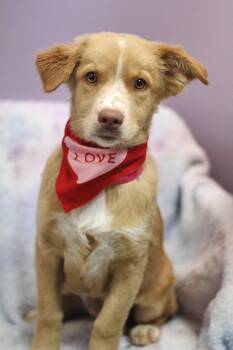 Arya in NH. Come Meet our Adoptable Dogs Wednesday-Saturday. Mor -  Golden Retriever Dog for Adoption in Manchester, New Hampshire - Arya In NH. Come Meet Our Adoptable Dogs Wednesday-Saturday. Mor | PetCurious