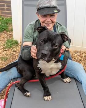 Mixed Breed Dogs Available for Adoption in Chamblee, Georgia - Bravon | PetCurious
