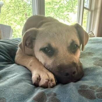 Penny D68823 -  Anatolian Shepherd Dog for Adoption in Minnetonka, Minnesota - Penny D68823 | PetCurious