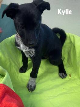 Australian Cattle Dog Blue Heeler Dogs Available for Adoption - Nala (Kylie) | PetCurious