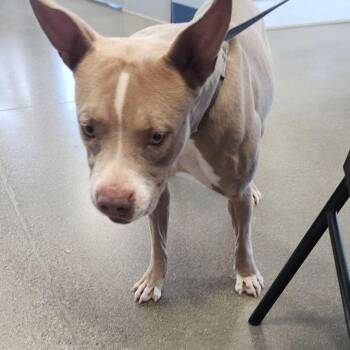 American Bulldog Dogs Available for Adoption - Pretty Girl | PetCurious