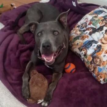 SAPPHIRE -  Mixed Breed Dog for Adoption in Fernandina Beach, Florida - SAPPHIRE | PetCurious