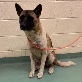 Royal -  Mixed Breed Dog for Adoption in Memphis, Tennessee - Royal | PetCurious