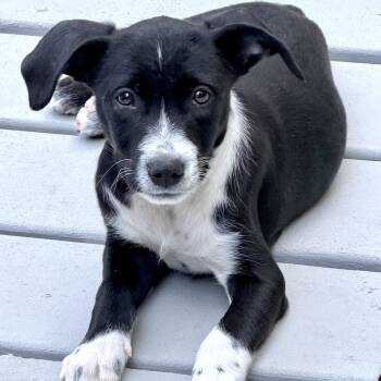 Boots -  Mixed Breed Dog for Adoption in Tunica, Mississippi - Boots | PetCurious