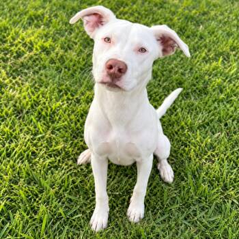 Snowflake -  American Staffordshire Terrier and Mixed Breed Dog for Adoption in Houston, Texas - Snowflake | PetCurious