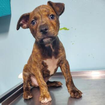 Ruben -  Pit Bull Terrier Dog for Adoption in Jefferson City, Tennessee - Ruben | PetCurious