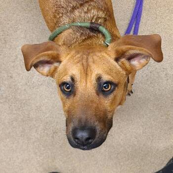 Adele -  Mixed Breed Dog for Adoption in Chattanooga, Tennessee - Adele | PetCurious