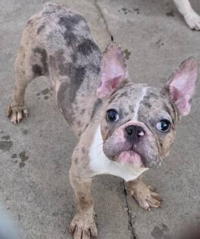 Stitch -  French Bulldog Dog for Adoption in Momence, Illinois - Stitch | PetCurious