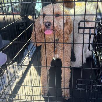 Teddy -  Golden Retriever and Poodle Dog for Adoption in Peculiar, Missouri - Teddy | PetCurious