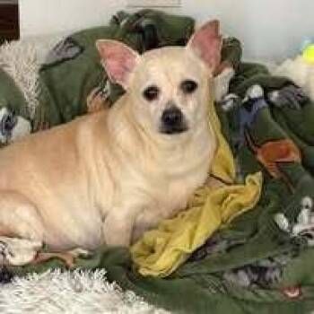 Chihuahua Dogs Available for Adoption in Huntington, New York - Brandon Available Soon | PetCurious